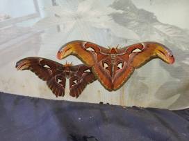 Die Raupe Nimmersatt: Der größte Schmetterling der Erde am Apian