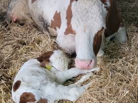 Esel, Katzen, Ziegen und viele Kühe