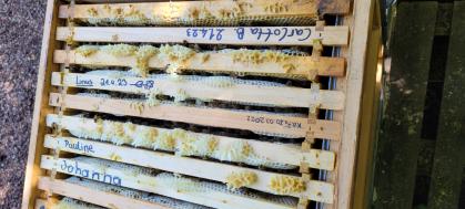 Rähmchen mit Honig im Bienenvolk