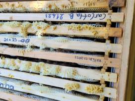 Honigschleudern bei den Apian-Schulgarten-Bienen