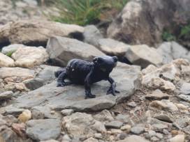 Maximiliansweg- Fernwanderung entlang der bayerischen Alpen vom 16. bis zum 21. Juli