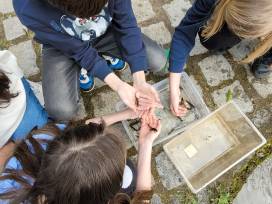 Die Molche sind wieder da!