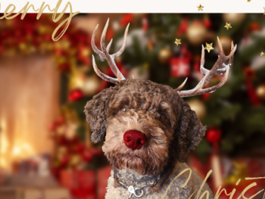 Weihnachtskartenverkauf erzielt sensationelles Spendenergebnis