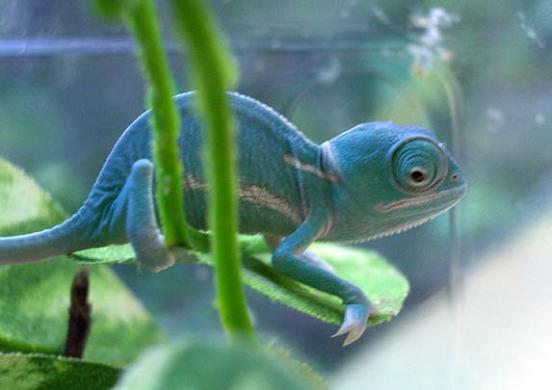 Jemen-Chamäleon-Babys im Vivarium