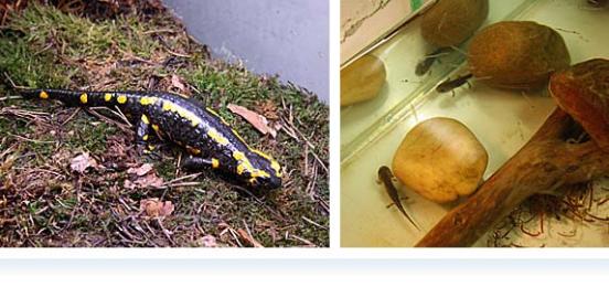 Feuersalamanderweibchen und die Larven