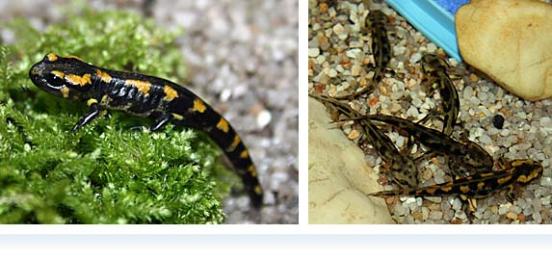 Die Feuersalamander-Babys drängen an Land