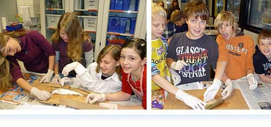 Biologieunterricht in der Klasse 6 a: Sezieren eines Fisches