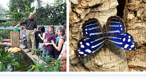 Faszination tropischer Schmetterlinge